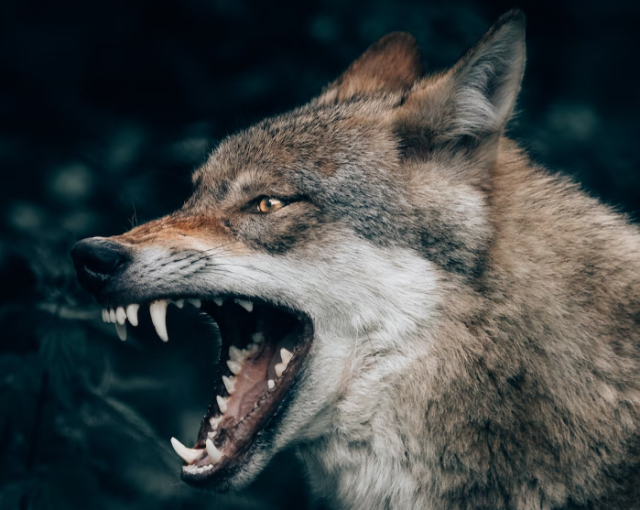 Уничтожен волк, гулявший по улицам Северодвинска