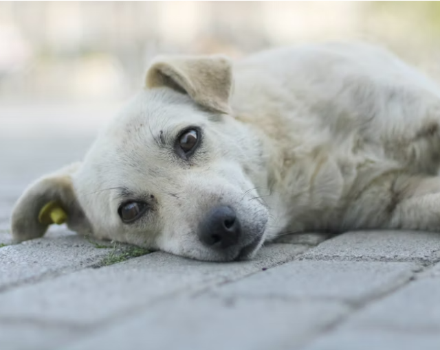 Штраф за кормление бездомных животных в Мурманской области не введут
