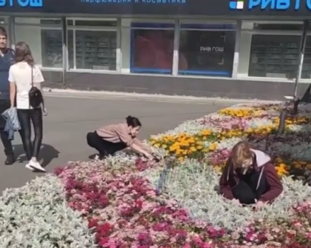 В центре Мурманска из клумбы неизвестные выкапывали цветы