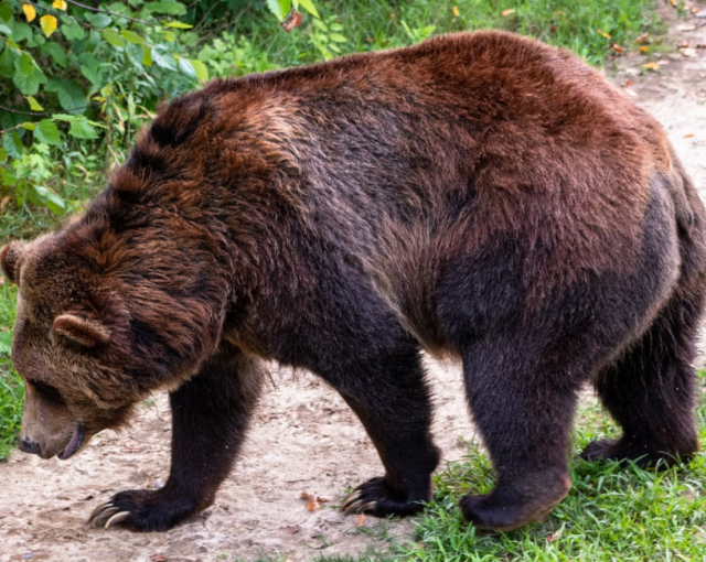 Медведь вышел на улицу города в Мурманской области
