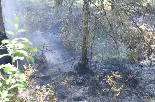 Число действующих лесных пожаров в Карелии сократилось до шести