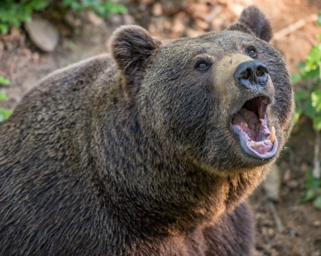 Правила поведения при встрече с бурыми медведями напомнили жителям Мурманской области