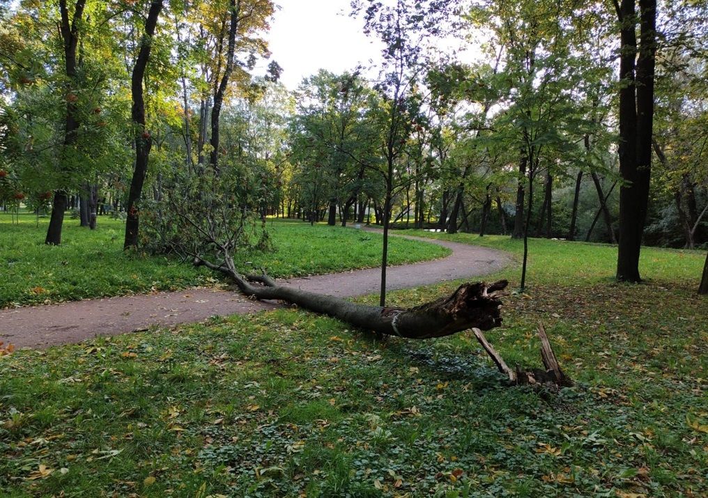 В Петербурге штормовой ветер повалил 61 дерево