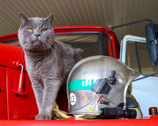 В Сыктывкаре поздравили кота — пожарного с праздником