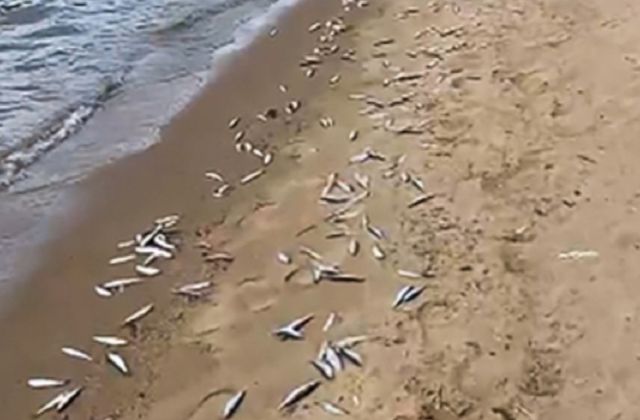 После массовой гибели ряпушки в озере Карелии проводится проверка