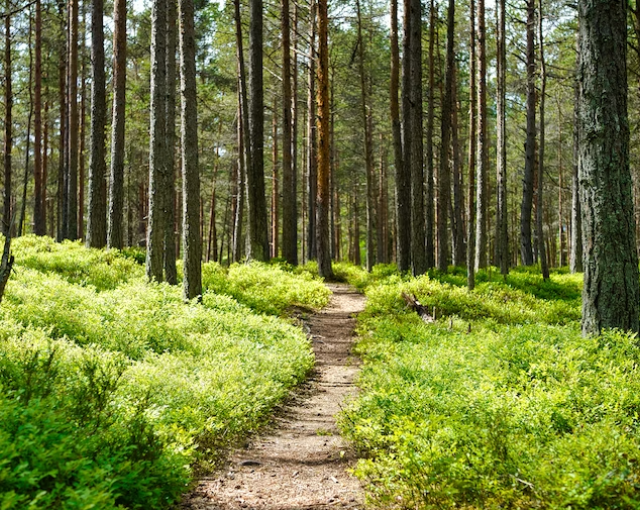 Запрет на посещение лесов в Мурманской области продлили до 4 июля