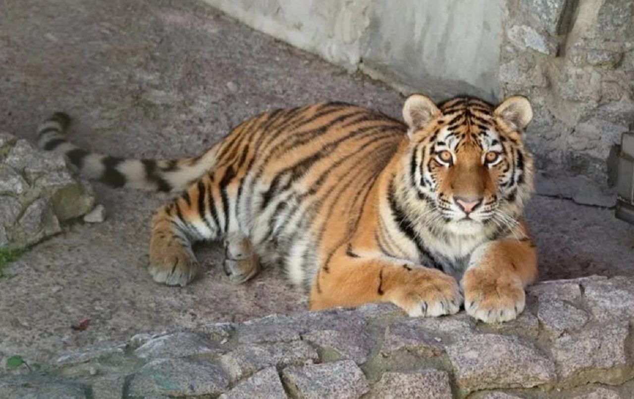 В Ленинградском зоопарке поселилась тигрица Виола