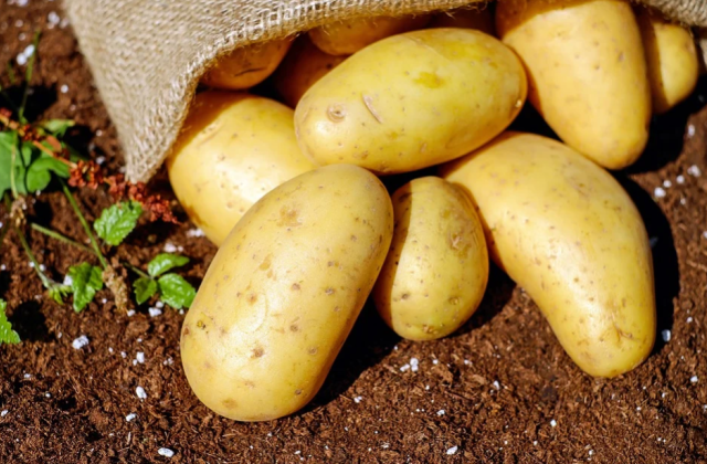 Калининградские аграрии рассказали, хватит ли картофеля региону