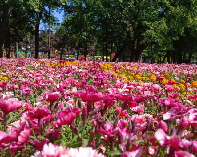 Для педагогов? В Александровском саду открылся фестиваль цветов ровно накануне ПМЭФ-2023
