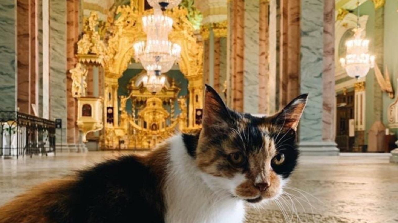 Умерла главная хранительница Петропавловской крепости кошка Капитолина