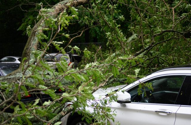 В Калининградской области ночью из-за урагана на дороги упало 63 дерева
