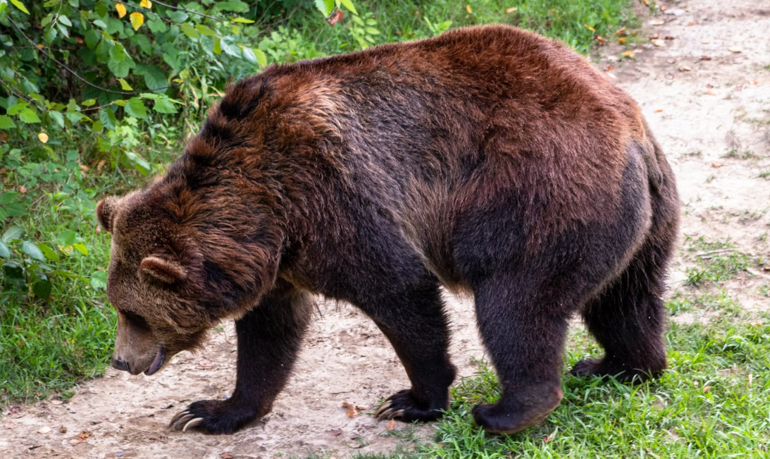 Медведь вышел на улицу города в Мурманской области