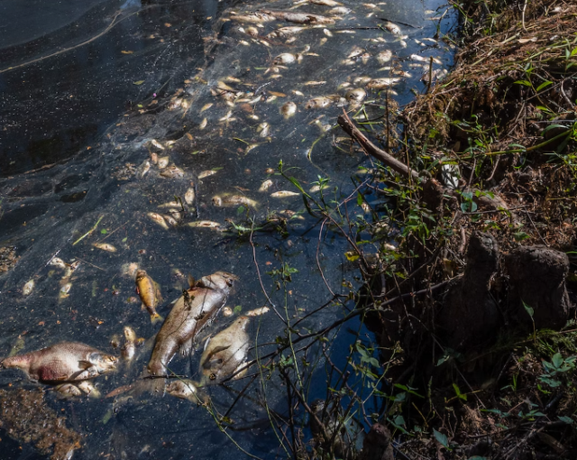 Минприроды выяснило, почему массово гибнут рыба и утки в калининградских водоёмах
