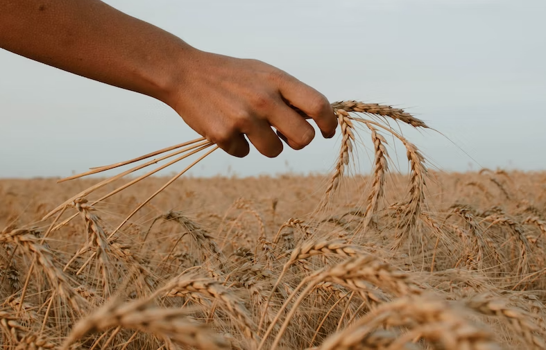 Токсичную пшеницу нашли в Гвардейском и Багратионовском районах