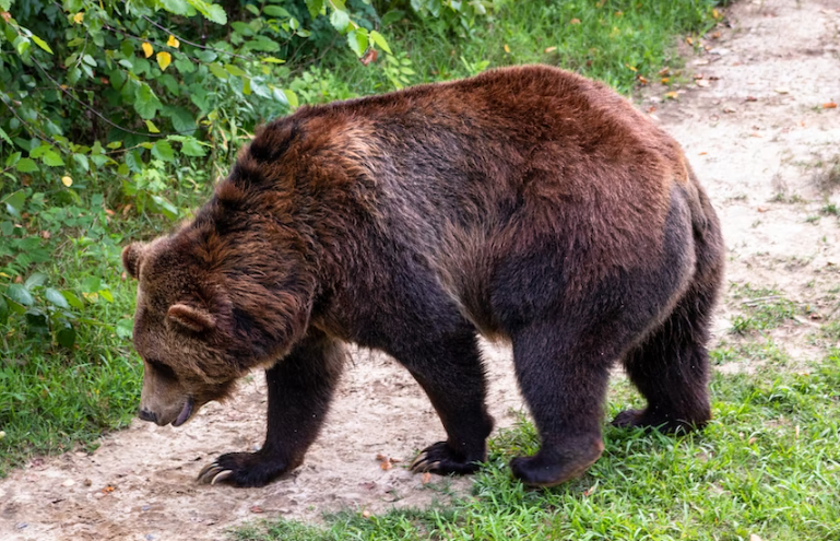 Медведь прогнал рыбаков из лагеря в Мурманской области